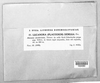 Image of Olegblumia demissa